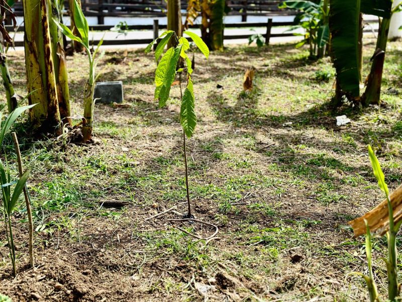 Mudas cacaueiras provenientes do Programa Amapá Cacau