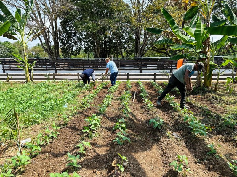 Serviços de capina, plantio de mudas e podas ocorrem em ritmo acelerado