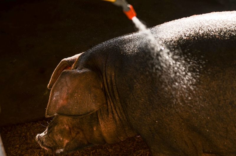 Há uma estrutura completa para que animais recebam água, devido as altas temperaturas