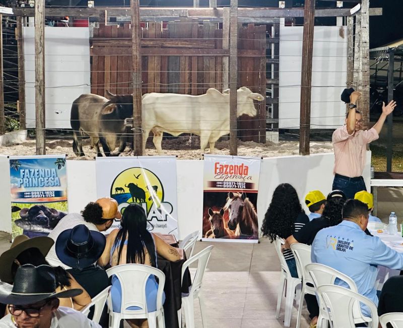 Com diversidades de raças também foram comercializadas mini vacas