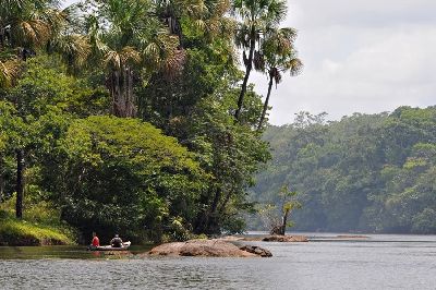 notícia: Governo do Estado celebra 18 anos de criação da Floresta Estadual do Amapá 