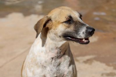 notícia: Governo do Amapá recebe mais de 60 quilos de ração para animais atingidos pelas fortes chuvas em Macapá