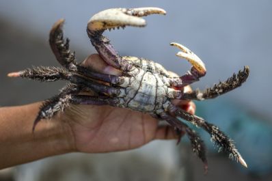 notícia: Governo do Amapá alerta para o início do período de defeso do caranguejo a partir desta sexta-feira, 12