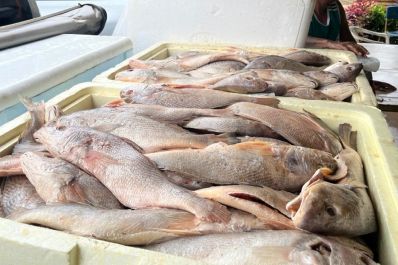 notícia: Governo do Amapá doa cerca de 300 quilos de pescado para Centro de Reabilitação, em Mazagão