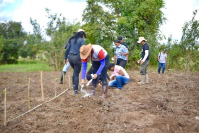 notícia: Governo do Amapá capacita agricultores para certificar produção de farinha de mandioca, em Macapá