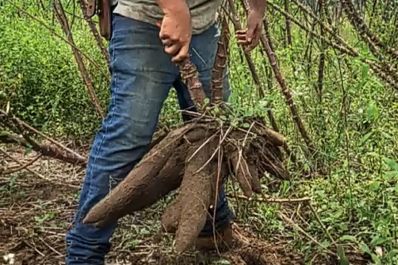 notícia: Governo do Amapá leva orientações sobre plantio de mandioca para 100 agricultores na Região dos Lagos