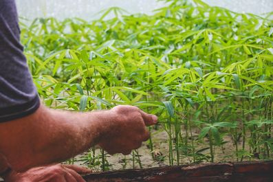 notícia: Governo do Estado leva serviços de assistência técnica para produtores rurais no interior do Amapá