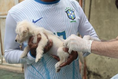 notícia: Com ração e medicamentos, Governo do Estado garante bem-estar dos animais desabrigados pelas fortes chuvas em Macapá 