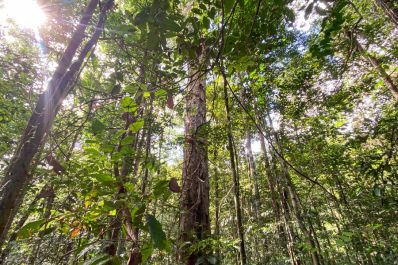 notícia: Governo do Estado promove audiência pública para definir diretrizes do zoneamento ambiental no Amapá 