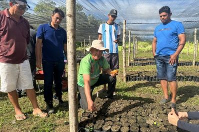 notícia: Governo do Estado envia mais 200 mil sementes de cacau para produtores de Porto Grande 