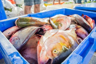 notícia: Programa Peixe Popular oferta 50 toneladas de pescado para Semana Santa em quatro municípios