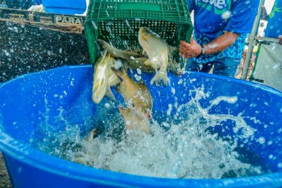 notícia: Peixe Popular: quase 30 toneladas de pescado vivo foram vendidas e programa segue com venda de peixes congelados em Macapá e Santana