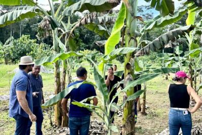 notícia: Governo do Amapá promove capacitação de podas de cacau para agricultores em Porto Grande 