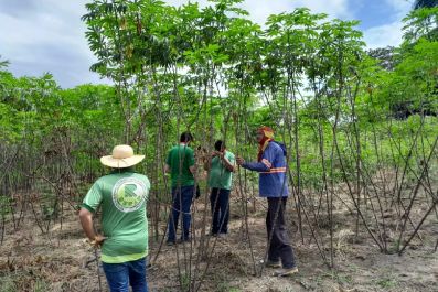 notícia: Governo do Estado certifica 60 agricultores de Mazagão para acessar recursos do programa ‘Amapá mais Produtivo’ 