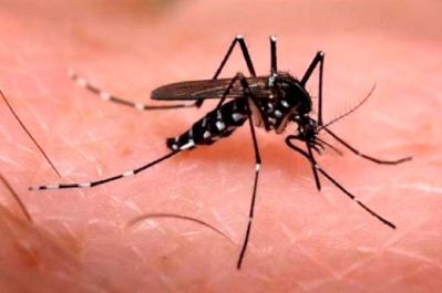 notícia: SVS confirma diagnóstico de dengue hemorrágica após morte de paciente em Oiapoque 