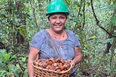 notícia: ‘A floresta é a nossa vida’, diz produtora do Alto Araguari na Floresta Estadual do Amapá