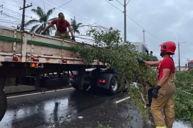 notícia: Governo do Amapá orienta população durante ocorrências de fortes chuvas; uma árvore caiu na Rodovia Duca Serra