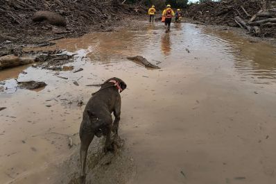 notícia: Equipe especializada em resgate com cão do Governo do Amapá ajuda nas buscas no Rio Grande do Sul