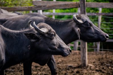 notícia: Governo do Amapá lança consulta pública para modernização da Lei Estadual de Defesa Agropecuária