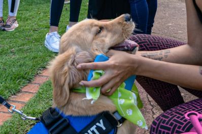 notícia: Com apoio do Governo do Amapá, ‘Spa Day Pet’ terá serviços gratuitos de bem-estar para animais, em Macapá 