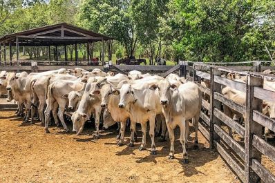 notícia: Amapá mais Produtivo: Governo do Estado insere pecuária em programa da agricultura familiar