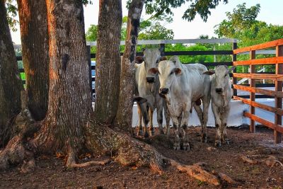 notícia: Governo do Amapá discute procedimentos para exposições de animais durante a 53ª Expofeira