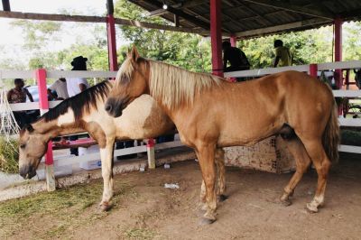 notícia: Festa de São Tiago: Governo do Amapá libera cavalos para a festividade após procedimentos veterinários 