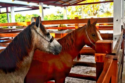 notícia: Criadores rurais têm até 28 de agosto para inscrever animais para exposições e comercialização na 53ª Expofeira do Amapá