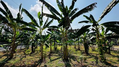 notícia: Governo do Amapá organiza vitrine agroflorestal para plantio de cacau, banana e açaí durante a 53ª Expofeira