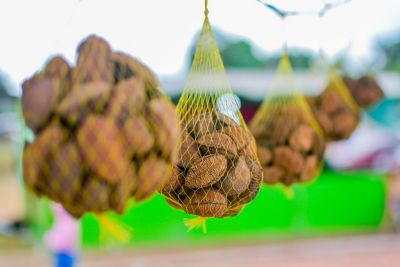 notícia: Visitantes da 53ª Expofeira do Amapá poderão conhecer ambiente para beneficiamento e boas práticas da castanha-do-brasil