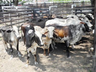 notícia: 53ª Expofeira do Amapá começa a receber animais para exposição e oportunidades de negócios no setor agropecuário