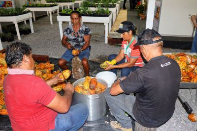 notícia: Comunidades rurais apresentam processo de fermentação e secagem de amêndoas de cacau na 53ª Expofeira do Amapá