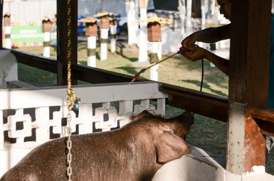 notícia: 53ª Expofeira apresenta granjas zootécnicas para criação de suínos sem agredir o meio ambiente e ainda agregar valor comercial