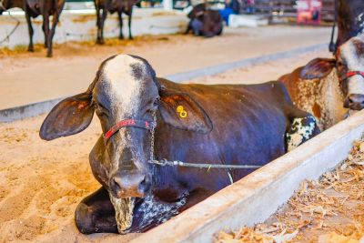 notícia: Espaços para exposição e comercialização de animais na 54ª Expofeira do Amapá ainda estão disponíveis; inscrições encerram na quinta-feira, 28