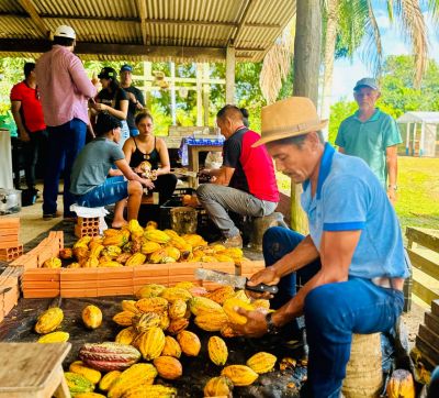 notícia: Amapá Cacau: Governo do Estado recebe mais 200 mil sementes e atenderá famílias produtoras em Porto Grande 