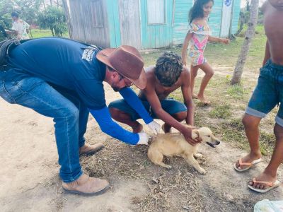 notícia: Governo do Amapá reforça vacinação contra a raiva em cães e gatos no interior do estado