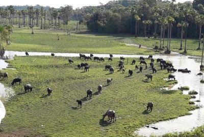 notícia: Governo do Amapá alerta produtores sobre fim do prazo para atualização cadastral de rebanho