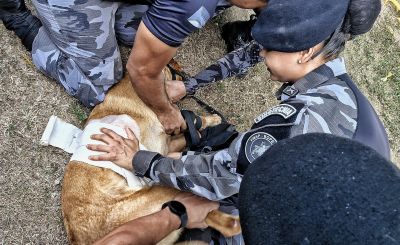 notícia: Em ação inédita, Governo do Amapá capacita agentes de segurança para atendimento pré-hospitalar de cães policiais