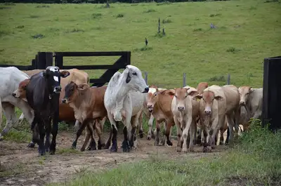 notícia: Balanço 2024: rebanho em idade vacinal no Amapá alcança 69% de imunização contra brucelose