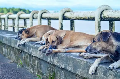 notícia: Fevereiro Roxo: Governo do Amapá sensibiliza a população sobre os cuidados com pets idosos e portadores de doenças neurodegenerativas