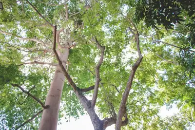 notícia: Junho Verde: Governo do Amapá promove debate sobre governança ambiental e mercado de carbono: inscrições abertas