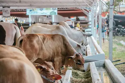 notícia: Governo do Amapá abre inscrições para criadores e pecuaristas interessados em expor animais na 54ª Expofeira