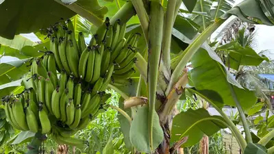notícia: Governo do Amapá leva inovação, sustentabilidade e bioeconomia para a 54ª Expofeira 