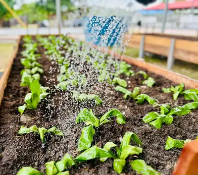 notícia: 54ª Expofeira: Governo do Amapá prepara espaço com hortaliças orgânicas da agricultura familiar