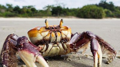 notícia: Governo do Amapá alerta para o período de defeso do caranguejo-uçá